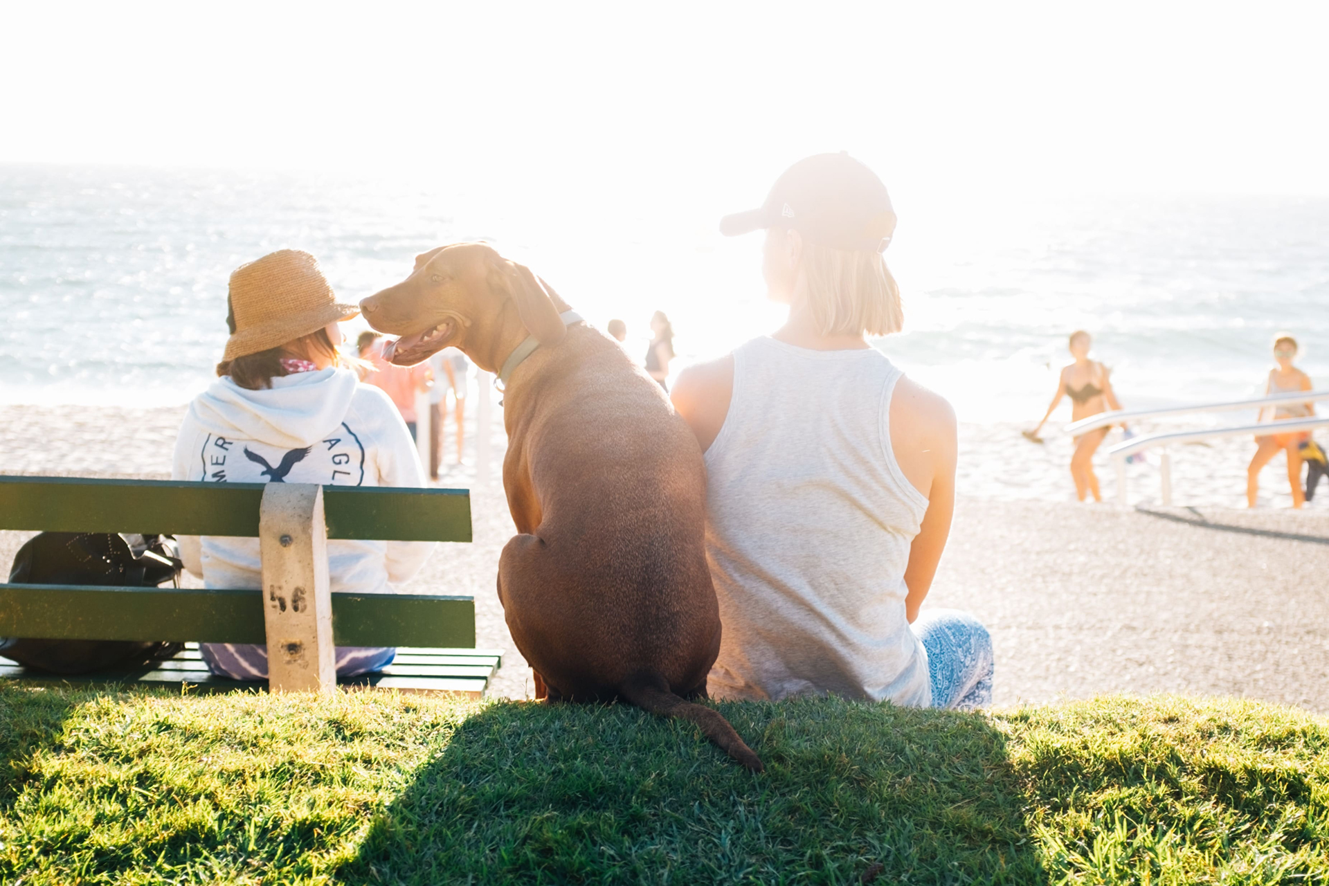 dog and human on beach