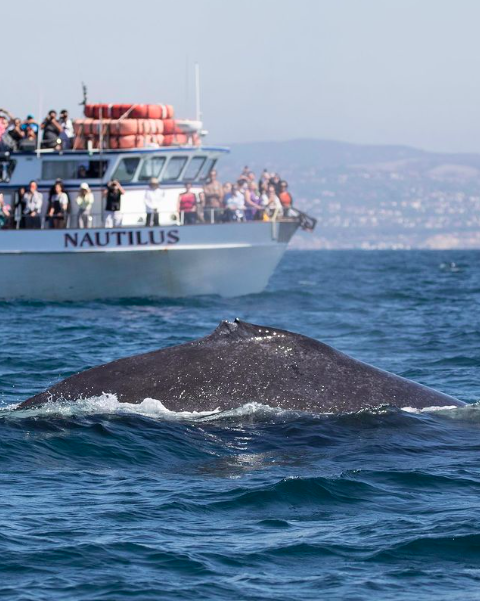 whale watching tours Orange County
